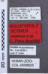 Etikette zu Ectinus minimus (NHMW-ZOO-COL-0008820)